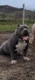 American bully XL / Американско були ХЛ, снимка 2