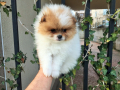 Померан , снимка 4