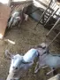 Продава се коза и пърч и яре, снимка 2