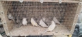 Продавам канари , снимка 4