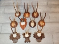 Трофей рога от сръндак и дива коза  , снимка 1