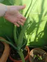 лечебно алое Барбаденсис Милър , снимка 2