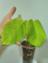 Monstera aurea sport, снимка 1 - Стайни растения - 44718146