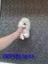 Чисто бял миниатюрен мини Померан., снимка 8