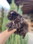 Йоркширски териер -шоколадово!!, снимка 2