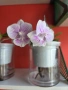 Фаленопсиси в самополивни саксии , снимка 5