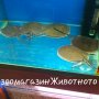 Скат potamotrygon motoro 10см диск