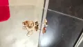 CARTIER Love Rose Gold Stud Дамски Обеци, снимка 4