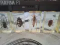 Насекоми изляти в смола, снимка 9