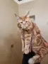 Мейн куун котета, снимка 4