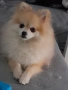 Померански шпиц , снимка 11