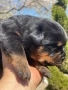 Ротвайлери , снимка 15