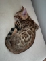 Бенгалски котенца , снимка 3