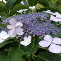 Хортензия ‘Либел’, снимка 8 - Градински цветя и растения - 40492899