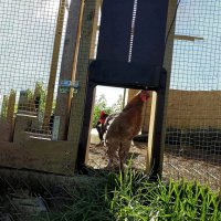 Автоматична врата за кокошарник със сензор, врата за кокошки , пилета , пилчарник курник , поилки , снимка 2 - За птици - 40833867