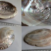 огромна мида с перли, снимка 2 - Колекции - 30057629