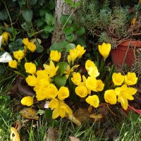 жълти есенни минзухари луковици , снимка 1 - Градински цветя и растения - 44230260