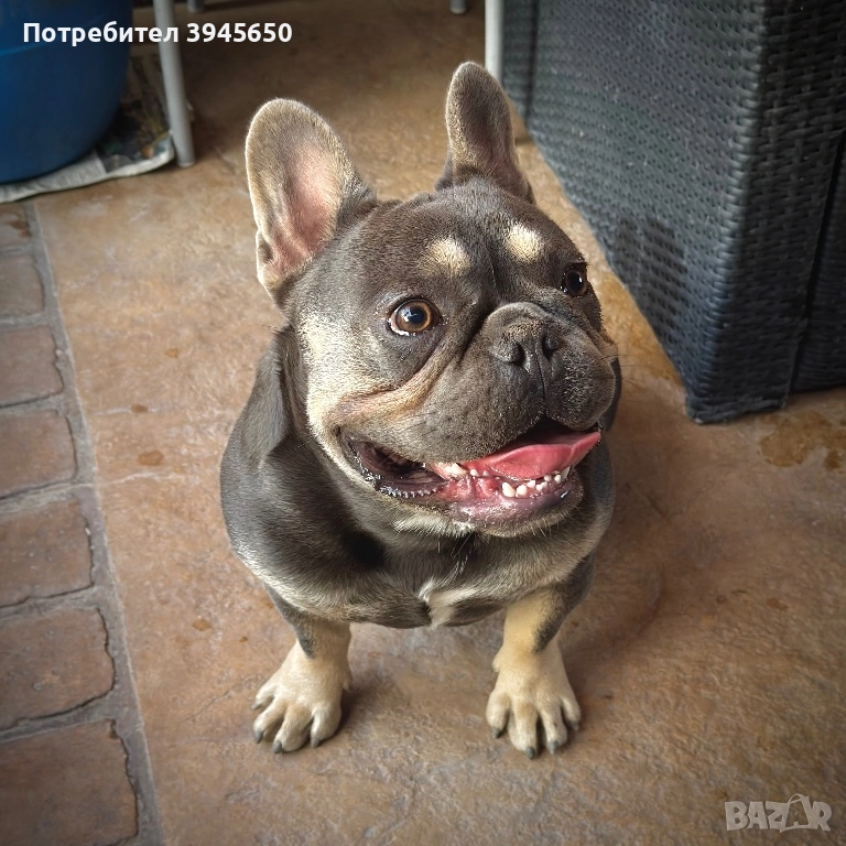 Мъжки френски булдог , снимка 1