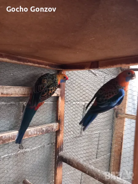 Пенантови розели, снимка 1