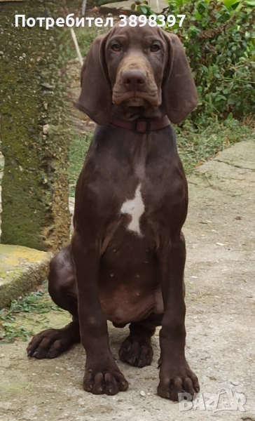 Родословни курцхаари, снимка 1