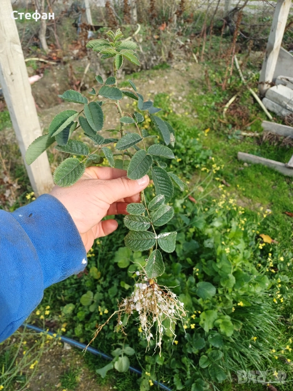 Разсад Роза Дамасцена, снимка 1