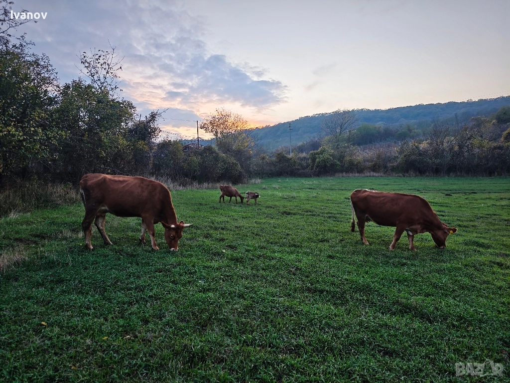 Продавам две крави, снимка 1