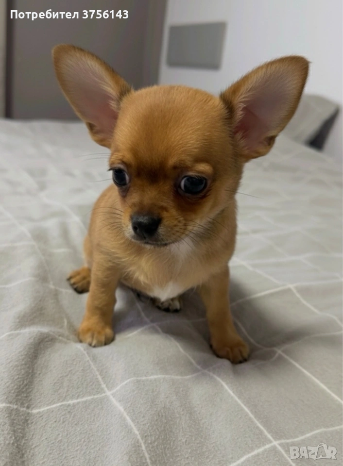 Топ Мъжко Мини Чихуахуа , снимка 1