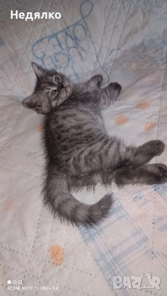 британски котенца британец британско коте , снимка 1