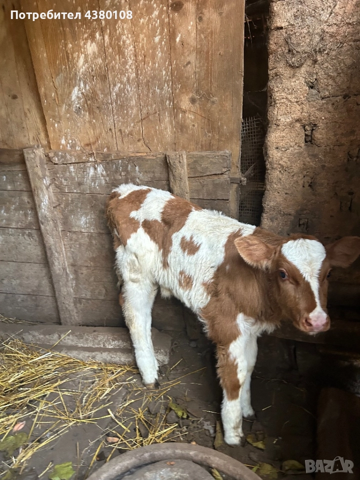 Женско сукалче симентал, снимка 1