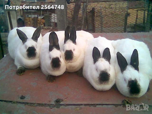 Калифорнийски зайци, снимка 1