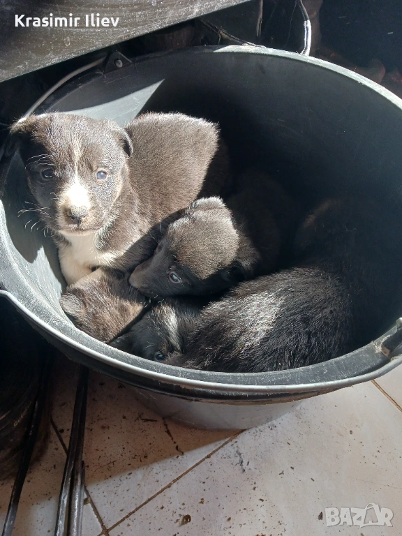 Подарява кученца , снимка 1