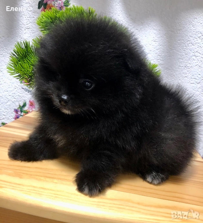 Померанчета, снимка 1