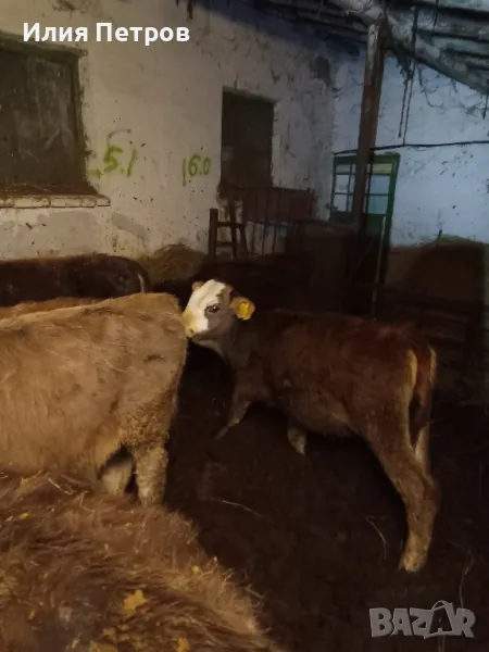 теле женско, снимка 1