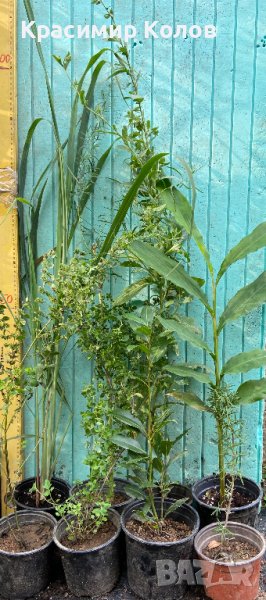 Подправки, билки, екзотични, лечебни растения, снимка 1