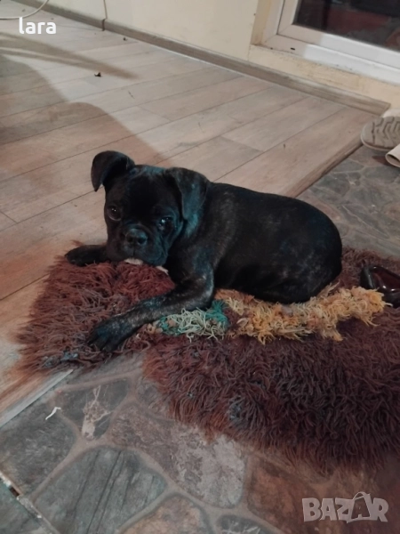 мъжки френски булдог , снимка 1