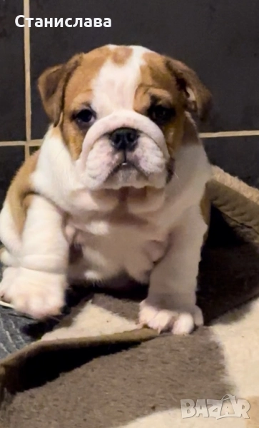Английски булдог, снимка 1