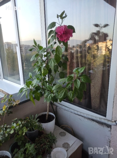  Китайска роза , снимка 1