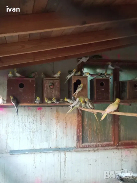 корели, снимка 1