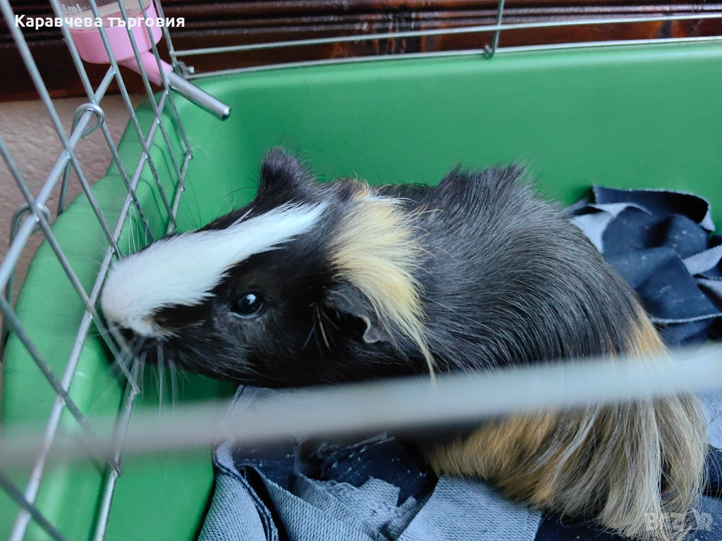 Морско свинче, снимка 1