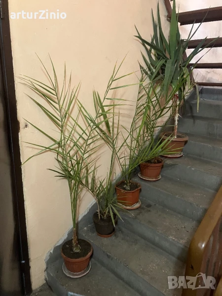 Финикови палми, снимка 1