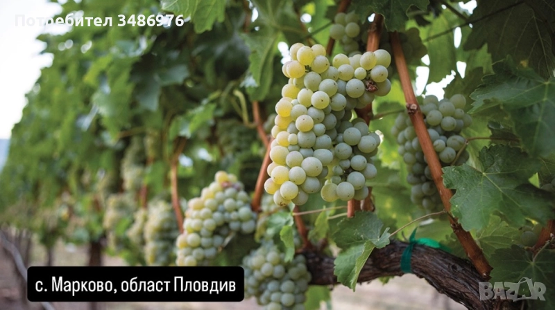 Совиньон Блан грозде , снимка 1