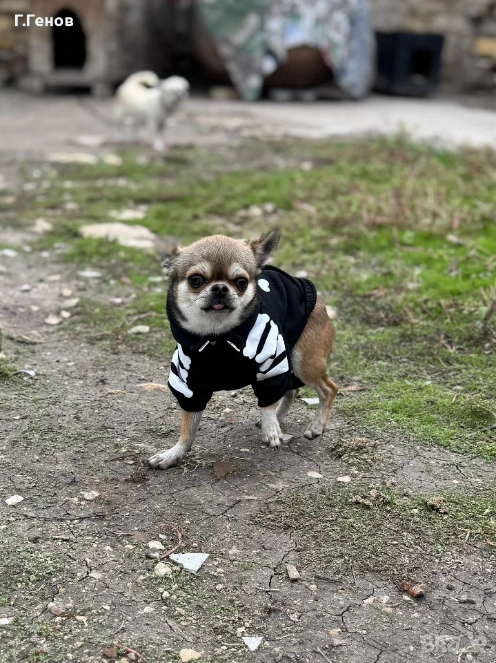 мъжко чихуахуа за разплод, снимка 1