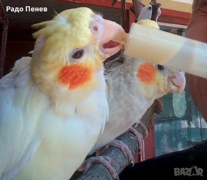 Бебета папагалчета корела за дохранване, снимка 1