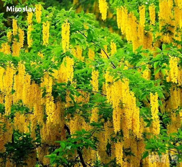 Златен дъжд (Laburnum anagyroides), снимка 1