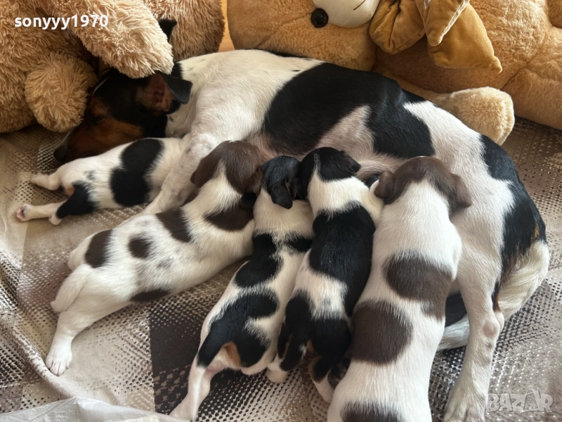 ДЖАК РЪСЕЛ ТЕРИЕР-ЖЕНСКО БЕБЕ С ПАСПОРТ 1БР 1011251717, снимка 1