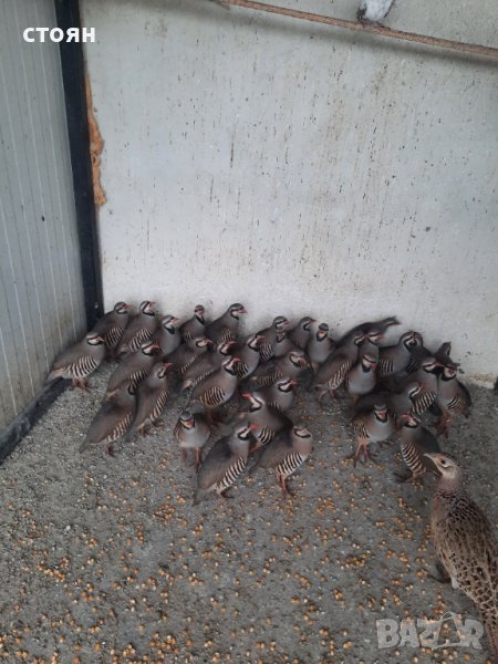 Яйца от Кеклик за люпене и готови двойки, снимка 1