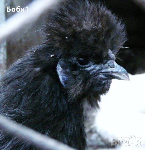 Яйца от копринки, снимка 12 - Кокошки и пуйки - 28681077