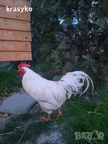 Петел, снимка 3 - Кокошки и пуйки - 53895634