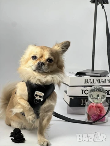 каишки за кучета gucci karl lagerfeld , снимка 3 - За кучета - 50731600