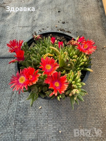 9 цвята делосперма , снимка 3 - Градински цветя и растения - 45573224